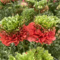 Bulbi de Ranunculus "Crown Bastille", 5 Bucăți