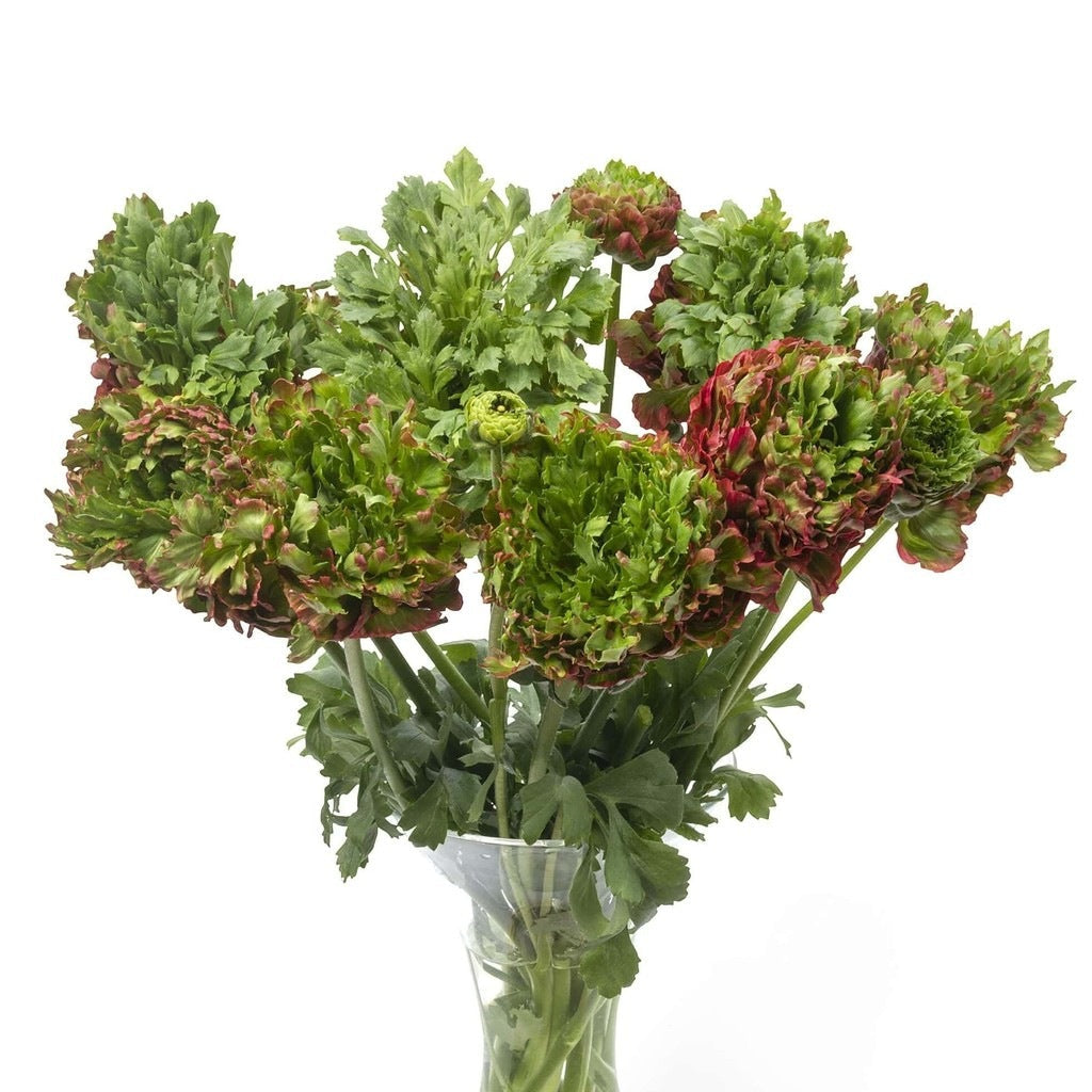 Bulbi de Ranunculus "Crown Bastille", 5 Bucăți