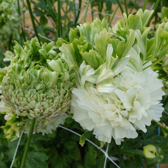 Bulbi de Ranunculus "Crown Giverny", 5 bulbi per pachet