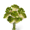 Bulbi de Ranunculus "Crown Giverny", 5 Bucăți