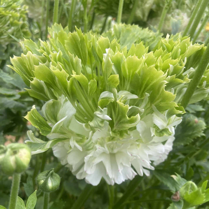 Bulbi de Ranunculus "Crown Giverny", 5 bulbi per pachet