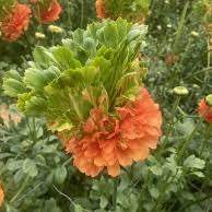 Bulbi de Ranunculus "Crown Nervion", 5 Bucăți