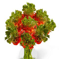 Bulbi de Ranunculus "Crown Nervion", 5 Bucăți