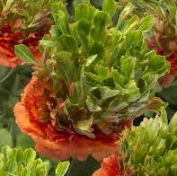 Bulbi de Ranunculus "Crown Nervion", 5 Bucăți