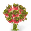 Bulbi de Ranunculus "Crown Sisteron", 5 Bucăți