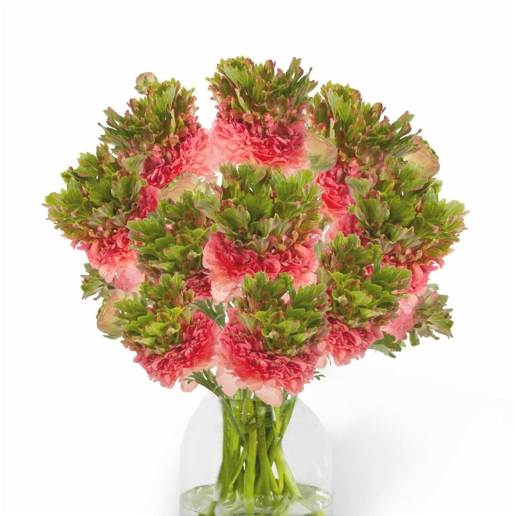 Bulbi de Ranunculus "Crown Sisteron", 5 Bucăți