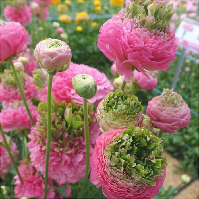 Bulbi de Ranunculus "Crown Sisteron", 5 Bucati