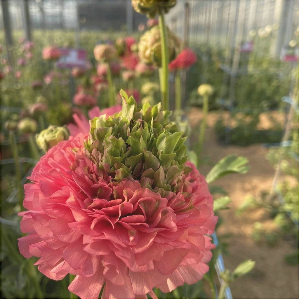 Bulbi de Ranunculus "Crown Sisteron", 5 Bucăți