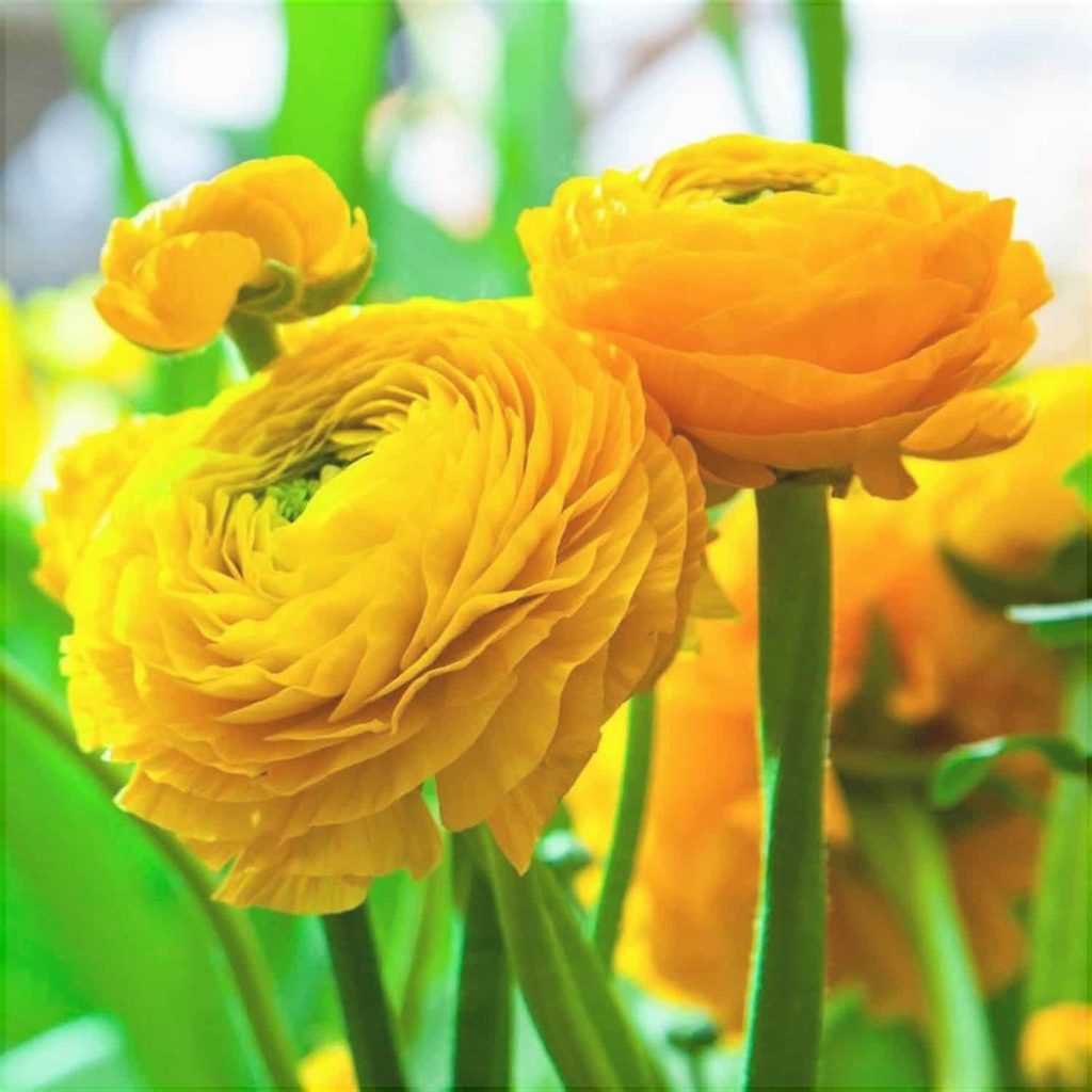 Bulbi de Ranunculus, Galben, 5 Bucăți
