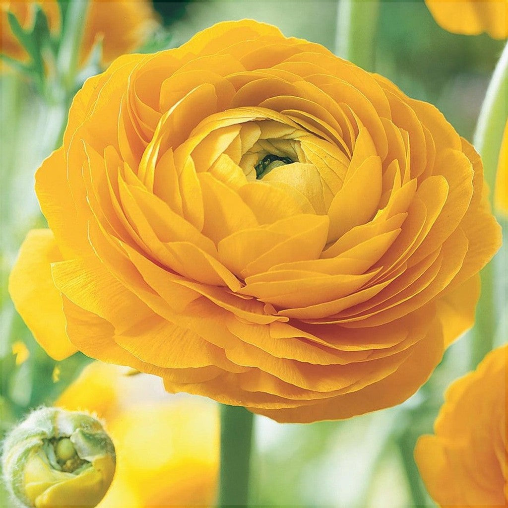 Bulbi de Ranunculus, Galben, 5 Bucăți