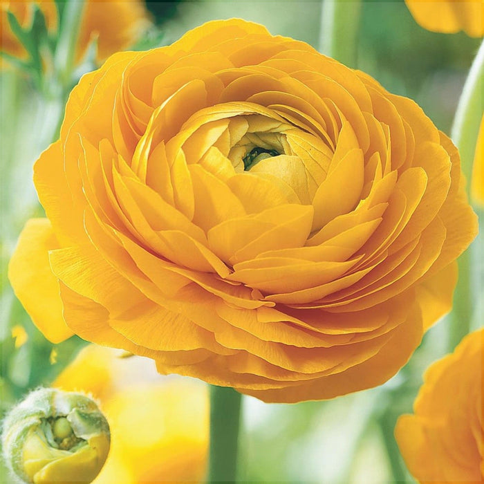 Bulbi de Ranunculus, Galben, 5 Bucata
