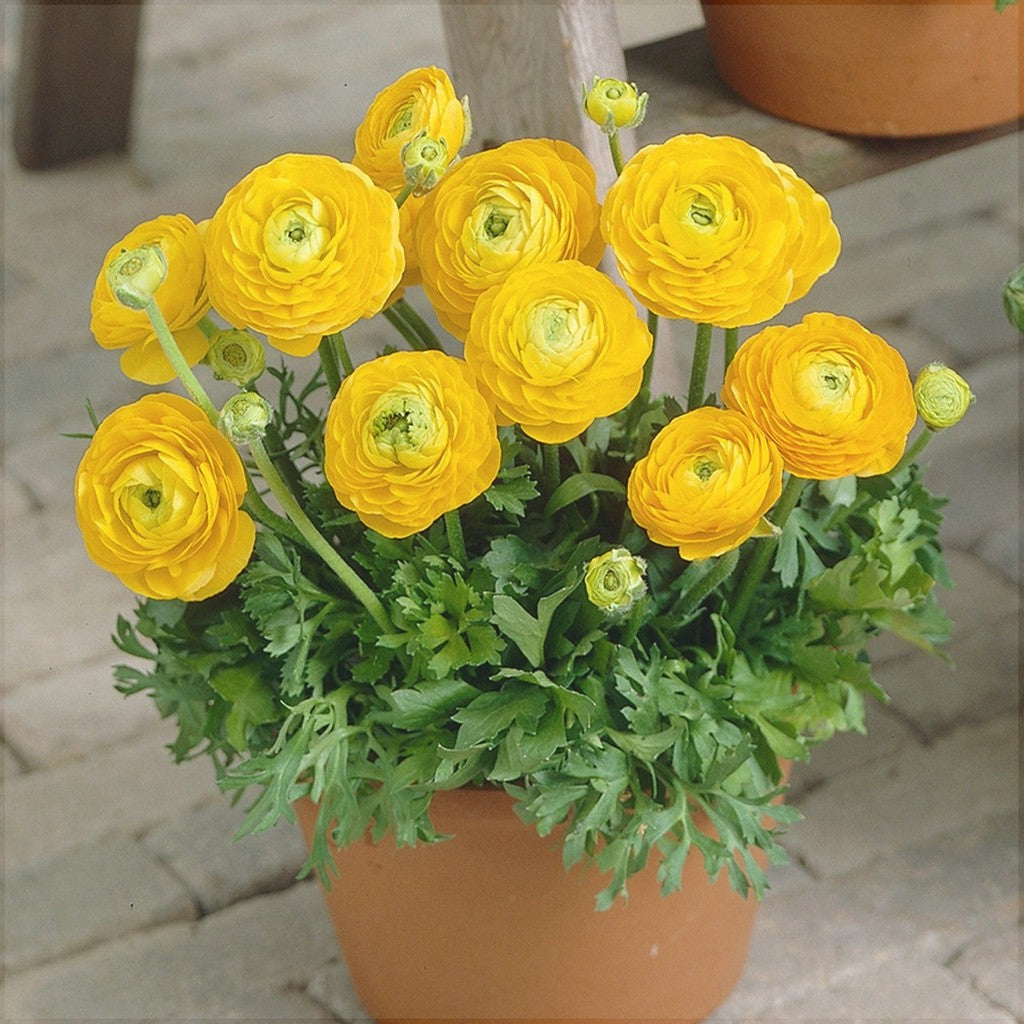 Bulbi de Ranunculus, Galben, 5 Bucăți