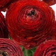 Bulbi de Ranunculus "Get Lucky", 5 Bucăți