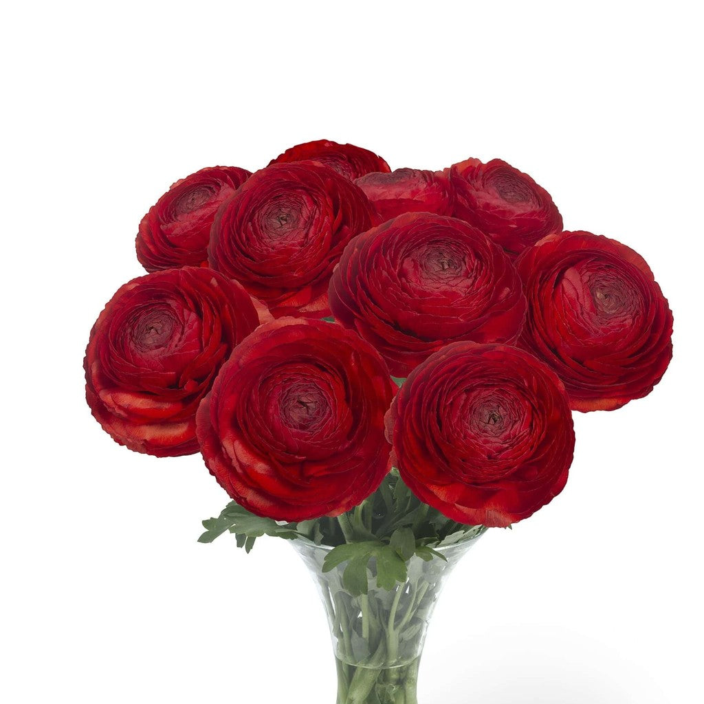Bulbi de Ranunculus "Get Lucky", 5 Bucăți