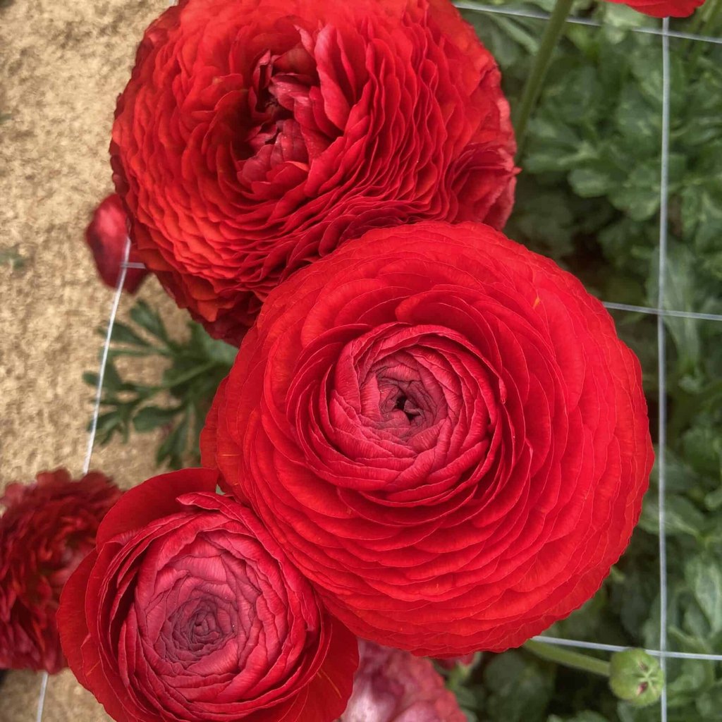 Bulbi de Ranunculus "Get Lucky", 5 Bucăți