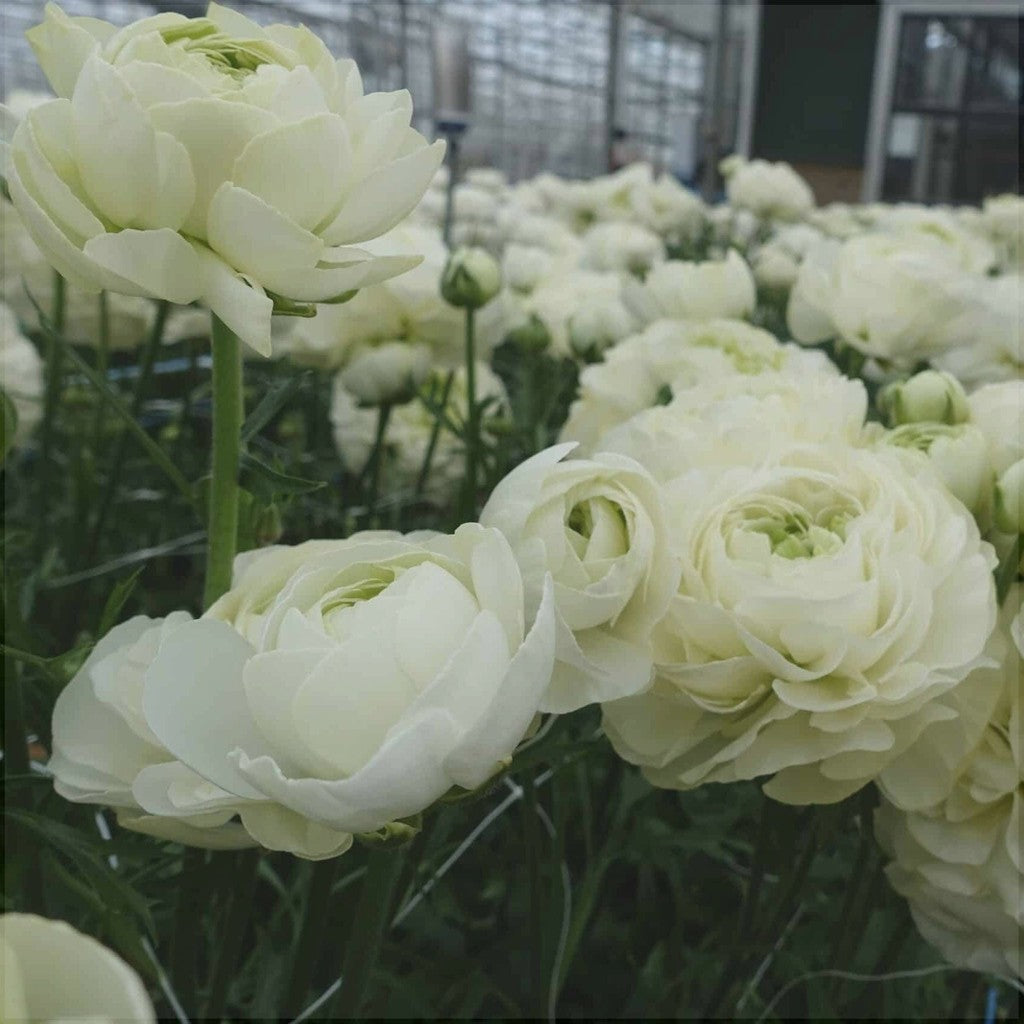 Bulbi de Ranunculus "Grenoble", 5 Bucăți