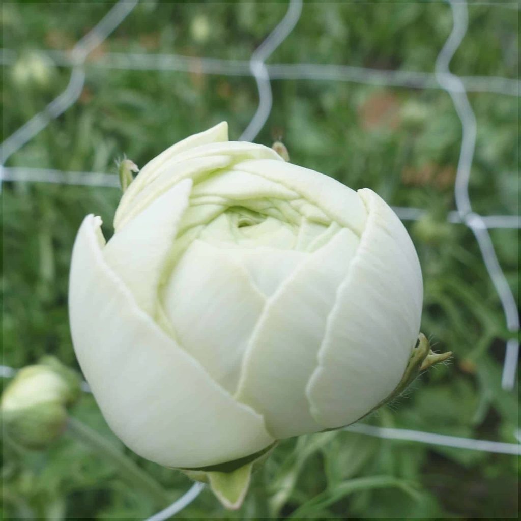 Bulbi de Ranunculus "Grenoble", 5 Bucăți