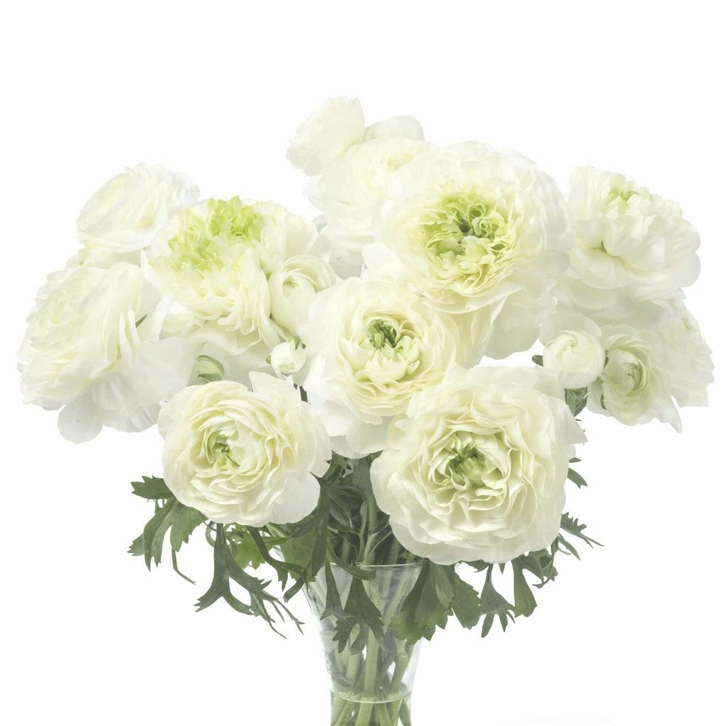 Bulbi de Ranunculus "Grenoble", 5 Bucăți