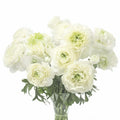 Bulbi de Ranunculus "Grenoble", 5 Bucăți