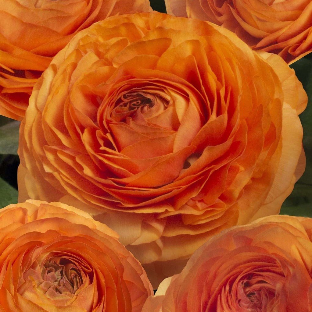 Bulbi de Ranunculus "Honfleur", 5 Bucăți
