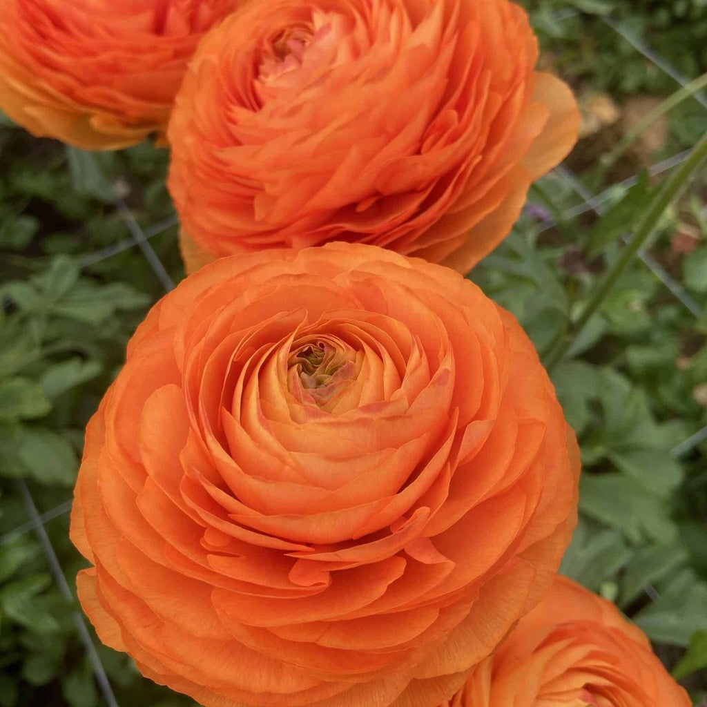 Bulbi de Ranunculus "Honfleur", 5 Bucăți