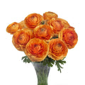 Bulbi de Ranunculus "Honfleur", 5 Bucăți