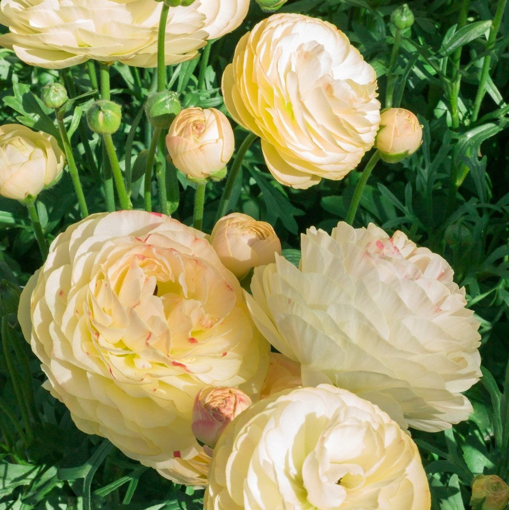 Bulbi de Ranunculus "Hydra", 5 Bucăți