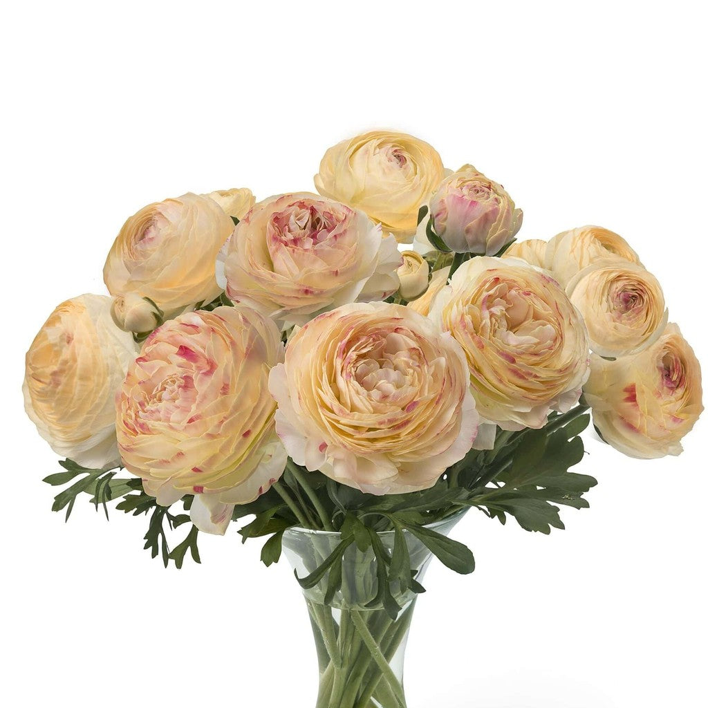 Bulbi de Ranunculus "Hydra", 5 Bucăți