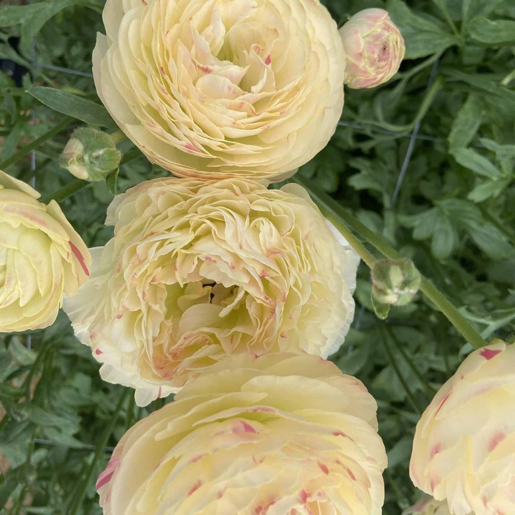 Bulbi de Ranunculus "Hydra", 5 Bucăți