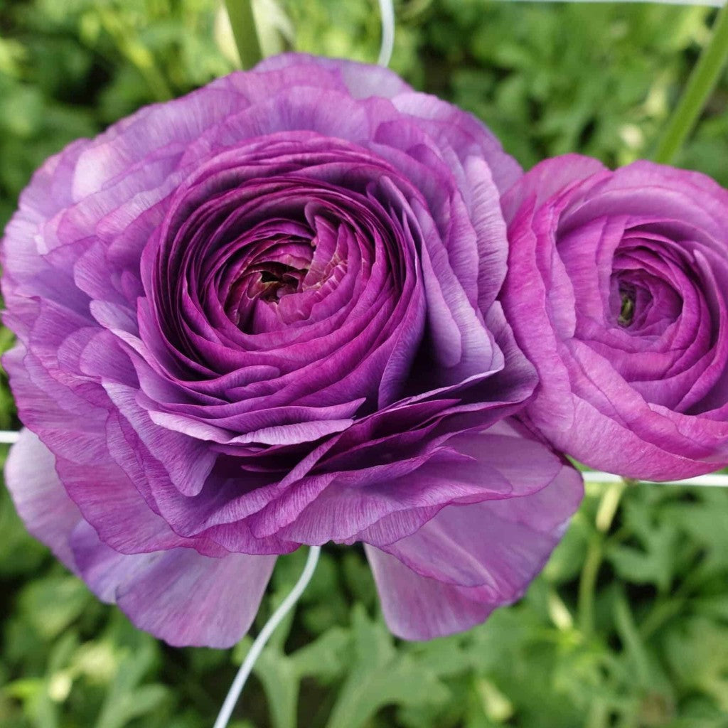 Bulbi de Ranunculus "Loubeyres", 5 Bucăți