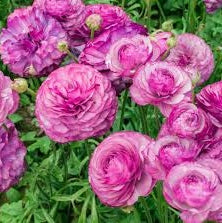 Bulbi de Ranunculus "Loubeyres", 5 Bucăți