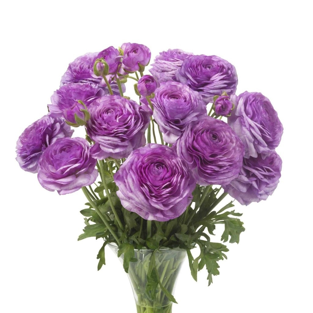 Bulbi de Ranunculus "Loubeyres", 5 Bucăți