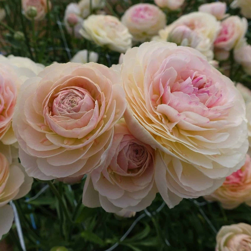 Bulbi de Ranunculus "Maritime", 5 Bucăți