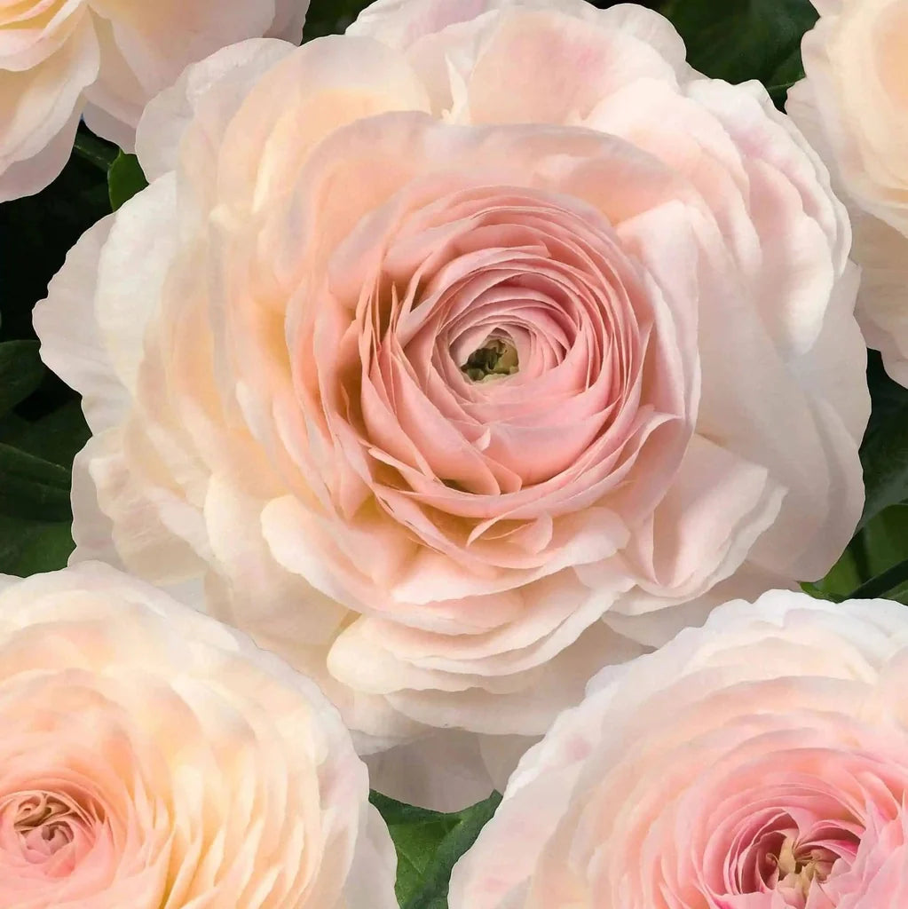 Bulbi de Ranunculus "Maritime", 5 Bucăți