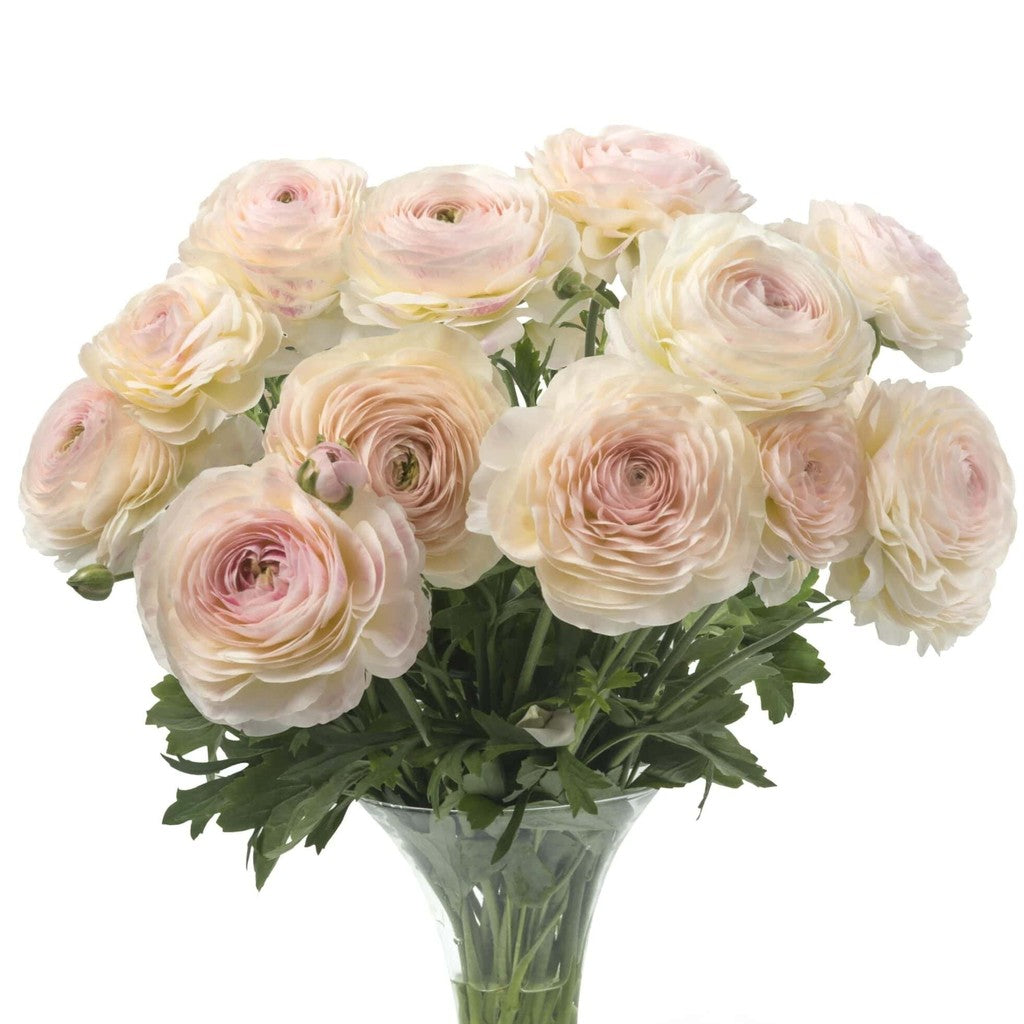 Bulbi de Ranunculus "Maritime", 5 Bucăți