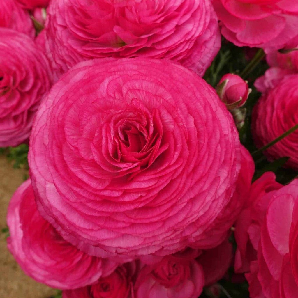 Bulbi de Ranunculus "Mercury", 5 Bucăți