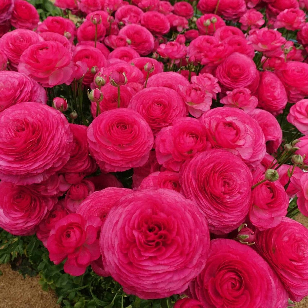 Bulbi de Ranunculus "Mercury", 5 Bucăți
