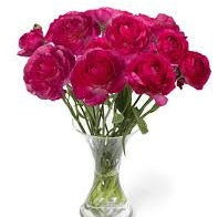 Bulbi de Ranunculus "Mercury", 5 Bucati