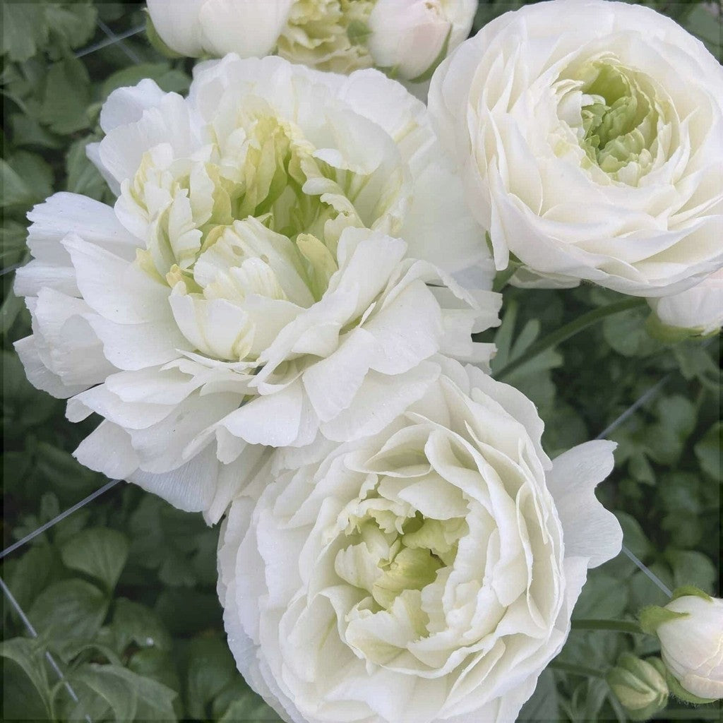 Bulbi de Ranunculus "Montenvers", 5 Bucăți