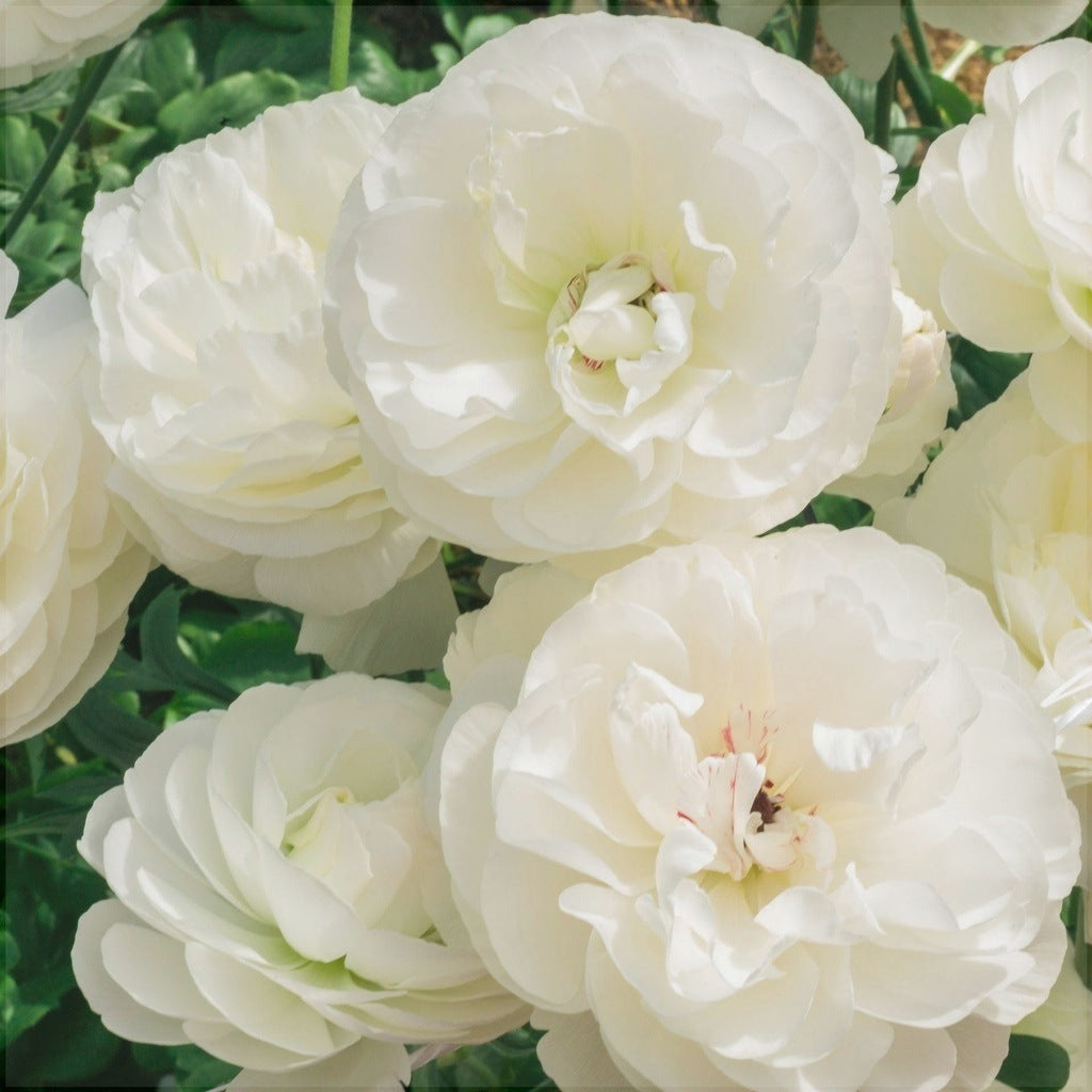Bulbi de Ranunculus "Montenvers", 5 Bucăți