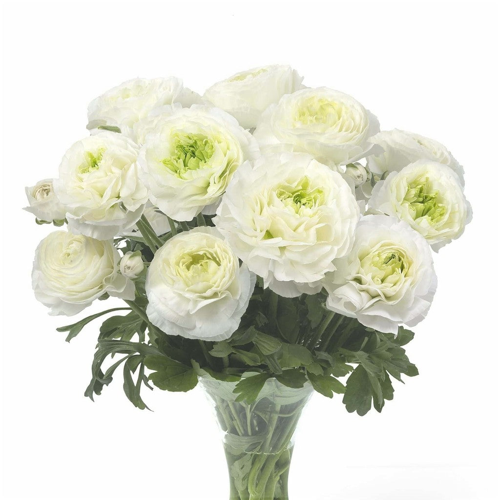 Bulbi de Ranunculus "Montenvers", 5 Bucăți