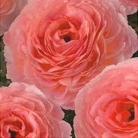 Bulbi de Ranunculus "Nohant", 5 Bucăți