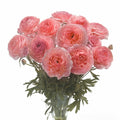 Bulbi de Ranunculus "Nohant", 5 Bucăți