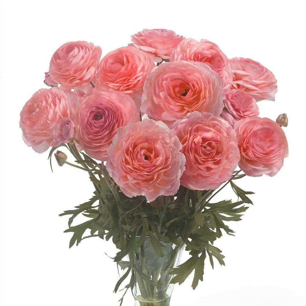 Bulbi de Ranunculus "Nohant", 5 Bucăți