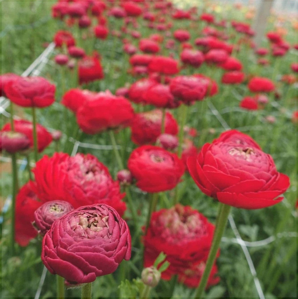 Bulbi de Ranunculus "Odon", 5 Bucăți