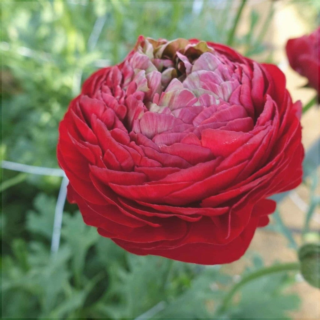 Bulbi de Ranunculus "Odon", 5 Bucăți