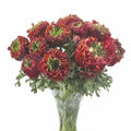 Bulbi de Ranunculus "Odon", 5 Bucăți