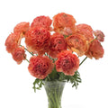 Bulbi de Ranunculus "Paradou", 5 Bucăți