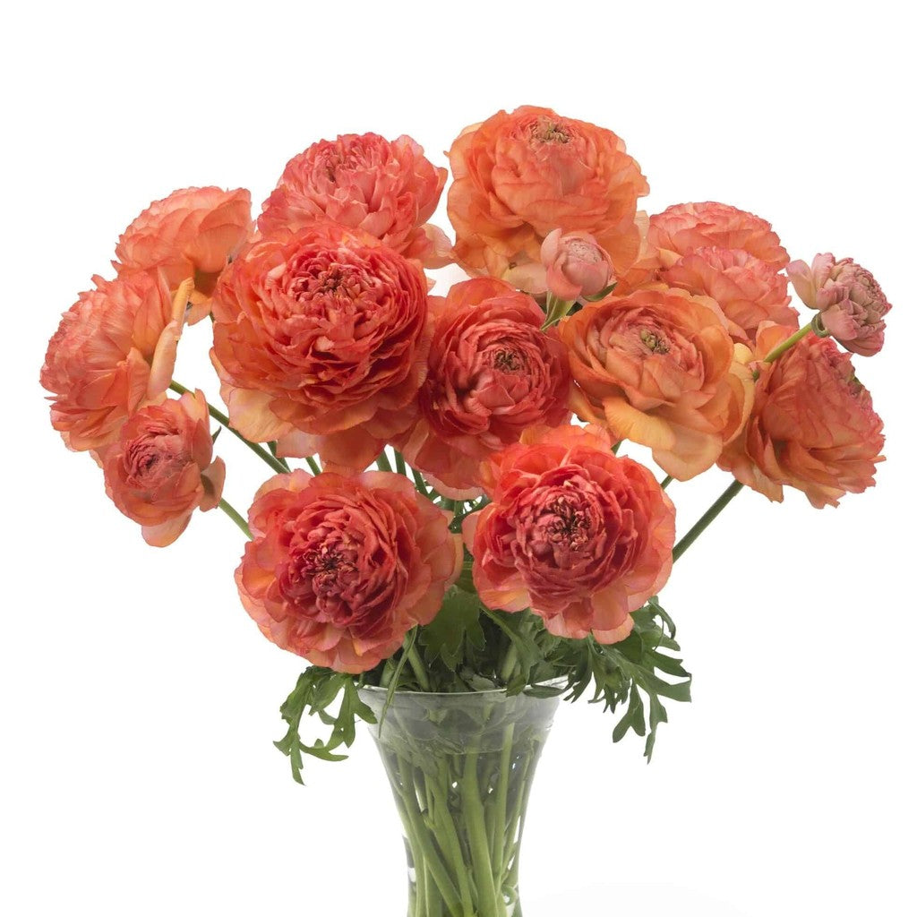 Bulbi de Ranunculus "Paradou", 5 Bucăți