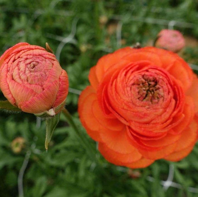 Bulbi de Ranunculus "Paradou", 5 Bucăți